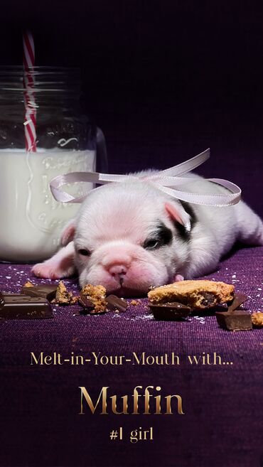 Psi: Predstavljamo VRHUNSKO leglo FRANCUSKOG BULDOGA od 3 prelepa dečaka i — 11