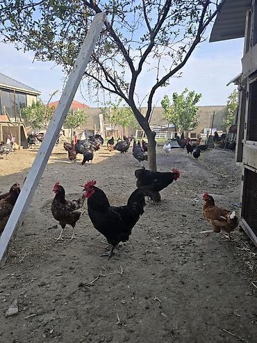 yerli qaz: Həyət şəraitində saxlanılan yerli kənd toyuqları və xoruzları satılır — 3