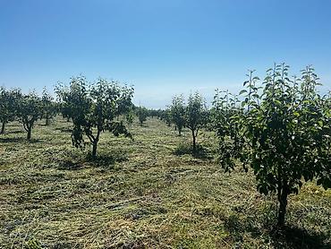 Продажа участков: Для бизнеса, Красная книга at lalafo.kg — 10 Продажа участков: Для бизнеса, Красная книга — 10