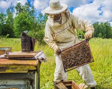на завод требуется: В г. Талас начинающему пчеловоду на пасеку требуется знающий (опытный)
