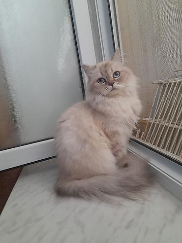 bakida it barinagi: Şinşilla, Dişi, Yaxşı əllərə, Ödənişli çatdırılma — 4