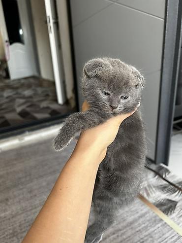 бенгалская кошка даром: Шотландский вислоухий котёнок (Scottish Fold) - Окрас: сплошной серый — 2