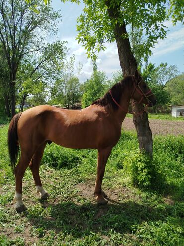 Лошади, кони: Продаю жеребца возраст 5 лет рост 1 57 порода данчяк Россия 🔥🔥🔥🔥