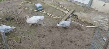 Ördəklər: Həm kəsilməli həm də damazlıq original təmiz cins lal ördəklər ( — 5