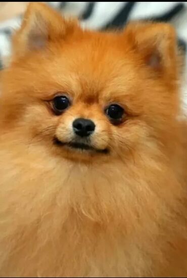 тайган собака: В продаже очень красивый, породный подросток НЕМЕЦКОГО шпица, 1 год
