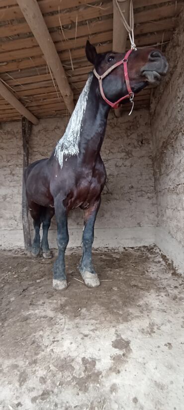 Лошади, кони: Продаю | Конь (самец) | Полукровка | Рабочий | Племенные — 6