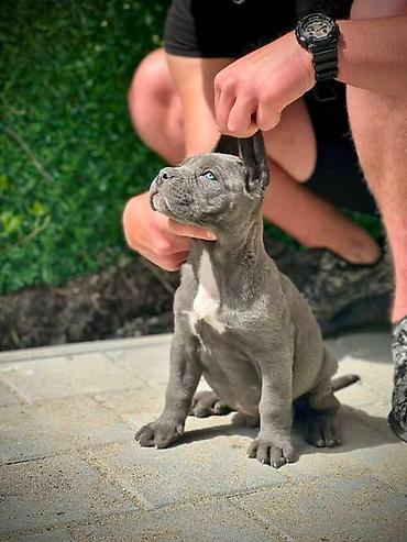 Psi: Cane Corso štenci Štenci Kane Korso stari 2 meseca na prodaju. U — 2
