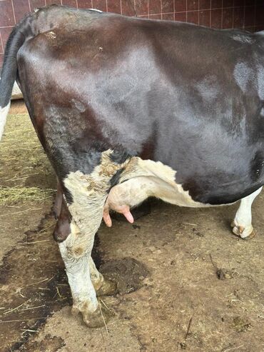 каракол животные: Продаю корову молочную