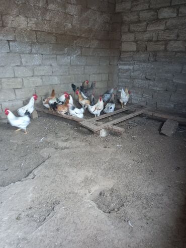İtlər: Toyuq, Damazlıq, Ödənişli çatdırılma