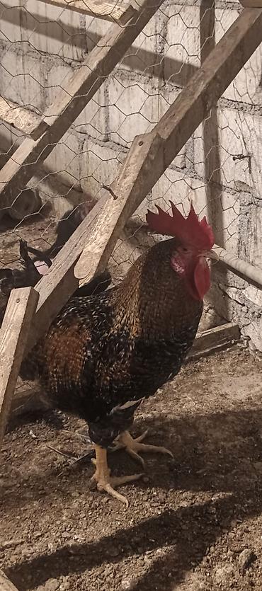 karpat ana arı: Toyuq, Yumurtalıq — 1