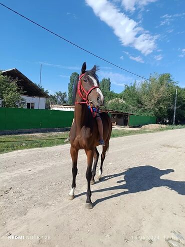 Срочно сатылат, акыркы сүрөттөрдө ата энеси . Талас Бакай-Атада