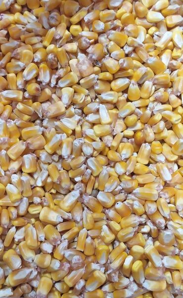 экструдированный корм: Продаю кукурузу кормовую 
16 сом за кг
Срочно