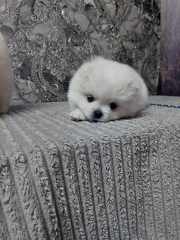 бельгийский овчарка цена: Шпиц, 1 месяц, Самец, С прививкой — 5