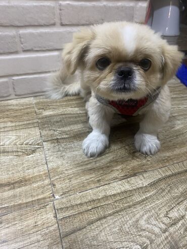 çubus it: Pekines