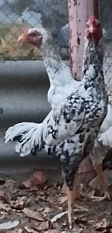 Xoruzlar: Xoruz, il: <1, Ünvandan götürmə — 1