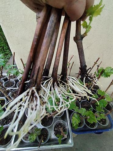 Виноград: Саженцы винограда. Пино, каберне, кишмыш, мцванни, ркацетелли — 7