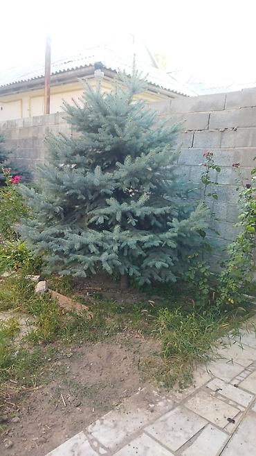 Ель: Ель голубая (Picea pungens), выращенная на участке. Описание: - — 12