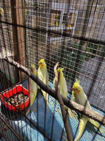 Tutuquşları: Bala korellalar yalniz zeng vitaminli — 7