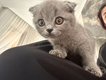 Кошки: Британская короткошёрстная, 3 месяца, Мальчик, Серый, Приучена к лотку at lalafo.kg Кошки: Британская короткошёрстная, 3 месяца, Мальчик, Серый, Приучена к лотку