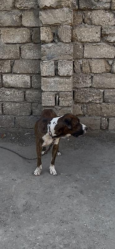 İtlər: Doq, 10 ay, Erkək — 3