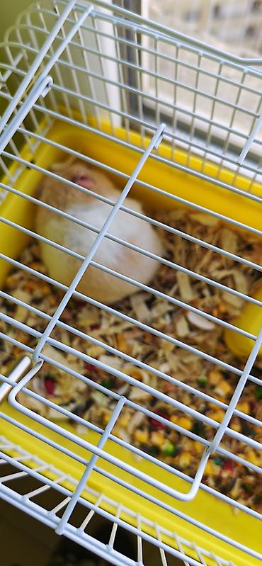 hamster kafesi: Pulsuz hamster sahiblendirilir. Qefes apilka yem yemek qabi carx su — 1