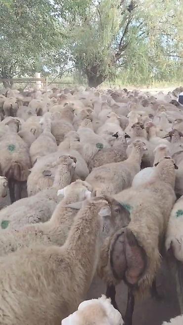 qara pisik satisi: Dişi, il: 1, Damazlıq, Pulsuz çatdırılma — 4