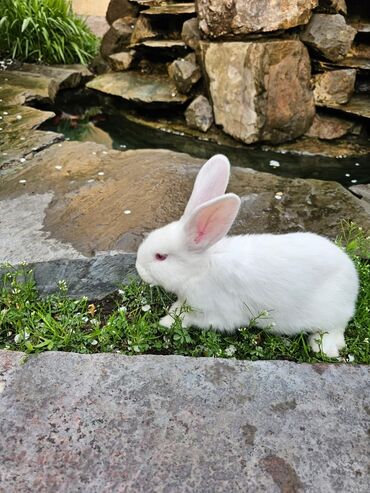 продаю кролов: Продаю двух кроликов по 2 месяца 
цена:600сом за штуку