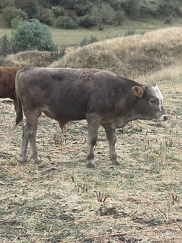 продам курей: Продаю | Корова (самка) | Для разведения — 3