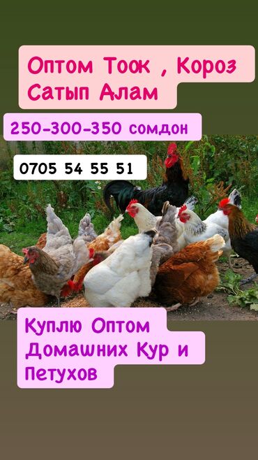 чоп сатылат ош: Куплю Индюшат Домашних Кур и петухов 
Сам приеду заберу