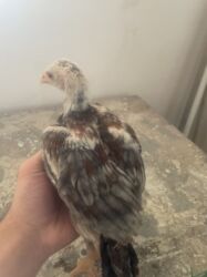 Digər quşlar: Şəkildəki heyvanlardan düşmə balalardı.ata hind.ana kötüyün — 7