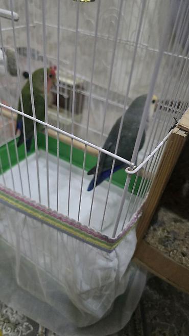 su quşu adları: Nrazlucnik erkey disidi bir balasi var yeke kletkadadi kletkanin ozun — 4