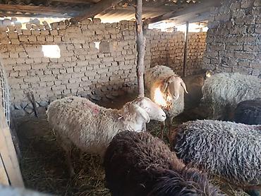 Баран, овца: Продаю | Овца (самка) | Арашан | Для разведения | Ярка — 5