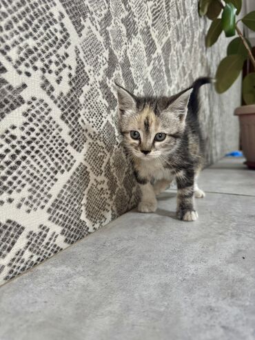 белая персидская кошка: Кошка даром: Беспородная, 3 месяца, Девочка, Приучена к лотку