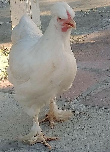 damazlıq heyvanların satışı: Toyuq, Damazlıq — 3