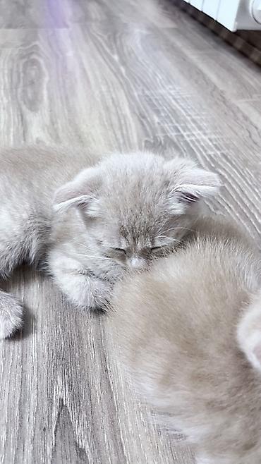 Кошки: Отдаю котят в Добрые Руки - 4-ро котят; - светлый кремовый окрас; — 1