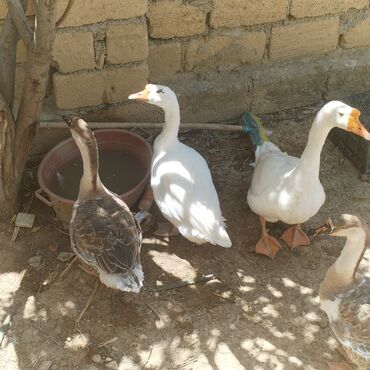 Cücələr: Toyuq, Damazlıq