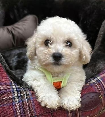 mini spitz: Pudel — 3