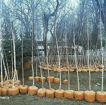 дерево береза: Берёза с комом земли для пересадки Берёза 10м . Ак кайын. - Порода — 4