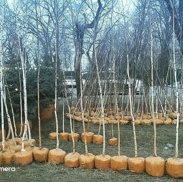 Декоративные деревья: Саженцы деревьев: Туи — 20