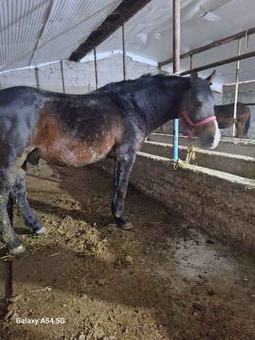 Лошади, кони: Продаю | Жеребец | Рабочий | Осеменитель — 4