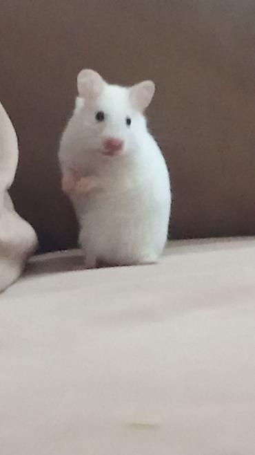 Tək özü 5 manatdi !hamster üçün plastik qab su qabi hamsterin özü ilə