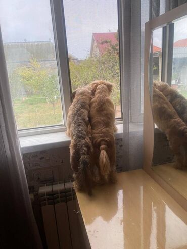 Balıqlar: 1 il, Erkek, Cütləşmə üçün, Ünvandan götürmə