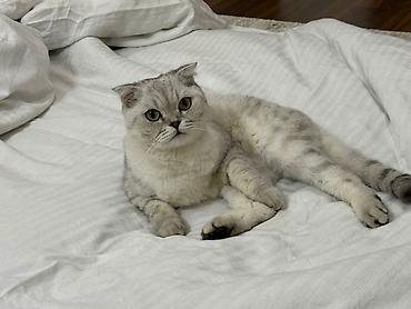 scottish: Скотиш Фолд (Шотландская вислоухая), 3 года, Мальчик, Кастрирована, Приучена к лотку, Проглистована — 4