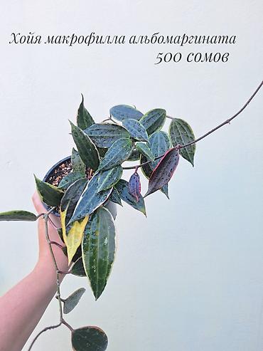 Хойялар: 🌿 Хойи разных сортов в продаже. Названия сортов и цены указаны на — 9