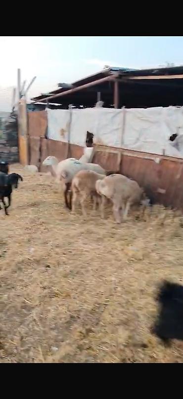 qoyun yanıbala: 🐑 210 baş qoyun, quzu və keçi satılır Ümumi 210 başdır. İçərisində — 10