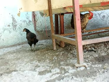 qaz ve ordek satisi: Salam öz qabpımın heyvalarıdı tərgidirəm deyə bu qiymətə qoymuşam 2 — 4