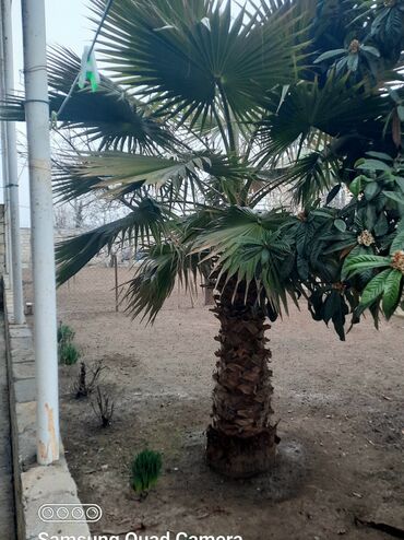 ev bitkiləri: Palma vaşinqton satılır, qiyməti 850 azn