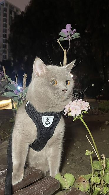 Кошки: Британская, Самец, Для вязки — 3