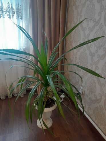 Фикусы: Коллекция комнатных растений в кашпо: - Фикус эластика — 5