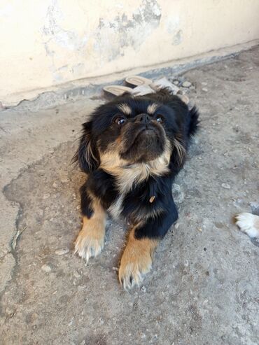 itler bala: Pekines, 7 ay, Dişi, Ünvandan götürmə